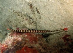 Banded pipefish on a night dive in Mabul by Alex Lim 